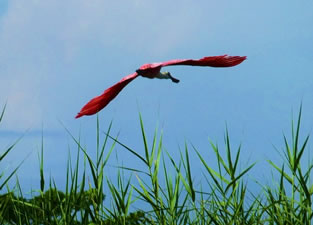 Roseate Spoonbill